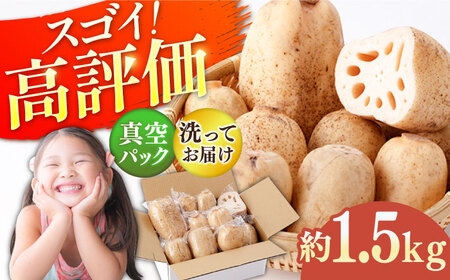 [先行予約2026年7月〜発送] 洗いれんこん 真空パック 約1.5kg れんこん