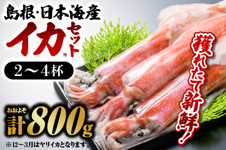 イカ 2～4杯 約800g 鮮魚セットE|鮮魚 新鮮 イカ 烏賊 剣先イカ 白イカ 下マイカ 刺身 イカ焼き 処理済 YM-5