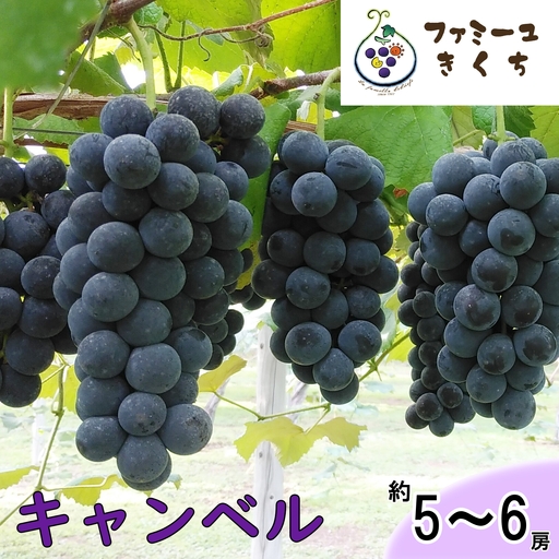 キャンベル・ソロ(約5〜6房) ぶどう [予約受付] [727]