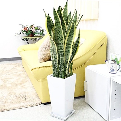 [観葉植物]サンスベリア 7号 ホワイトスクエア陶器鉢SW 高さ:約70cm〜1m[観葉植物 インテリア 部屋 おしゃれ 福岡県 筑前町 送料無料 AG002][価格改定]