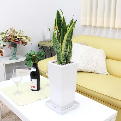 【観葉植物】サンスベリア ホワイト陶器鉢 6号 ストレート 高さ：約55～70cm 【観葉植物 インテリア 部屋 おしゃれ 福岡県 筑前町 送料無料 AG006】