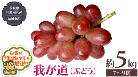 我が道 （ ぶどう ） 約5キロ（7～9房）【2026年9月から発送開始】 （茨城県共通返礼品 [ぶどう]：結城市産）