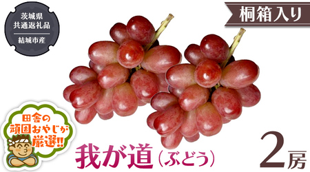 【 桐箱入り 】我が道 （ ぶどう ） 2房 【2026年9月から発送開始】（茨城県共通返礼品 [ぶどう]：結城市産） 