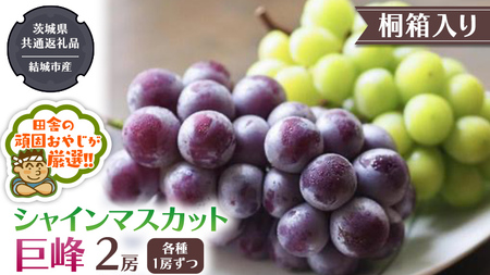 【 桐箱入り 】 シャインマスカットと 巨峰 （各種1房ずつ） 【2026年8月から発送開始】（茨城県共通返礼品 [ぶどう]：結城市産） ギフト 贈答 フルーツ 果物