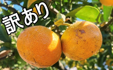フルーツ  早生 興津 温州 みかん 蜜柑 三重県  高品質 みえ アルギット 訳あり / 訳あり Lサイズ 前元農園の完熟中生(なかて)温州みかん 10kg【2027年1月初旬～下旬に順次発送予定】【mmg035B】