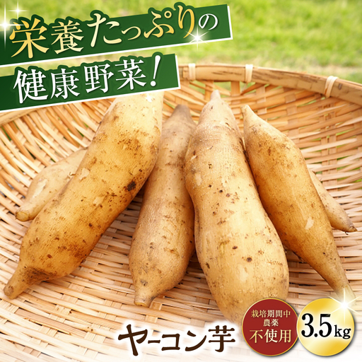 ＜先行予約／11月以降順次発送＞栽培期間中農薬不使用 ヤーコン芋 約3.5kg /  芋 ヤーコン / 瀬戸市 / マルチファームみうら [BBAT004]