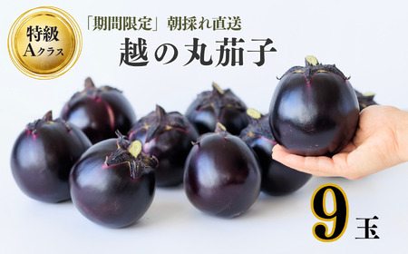 [期間限定]先行予約 特選 丸なす!『越の丸茄子』9玉入り 特級Aクラス 1箱 JA ナス 2026年7月中旬から順次発送[新潟県 糸魚川市 期間限定 ブランド野菜 夏 ステーキ 煮物 まるなす マルナス 野菜 特産品 産地直送 新潟限定 ブランド]