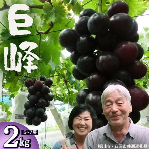 巨峰 約2kg (桜川市・石岡市共通返礼品） 2026年8月下旬発送開始 開田ぶどう園 産地直送 フルーツ 甘い 直送 茨城 限定 ぶどう 巨峰 果物 [DO002sa]