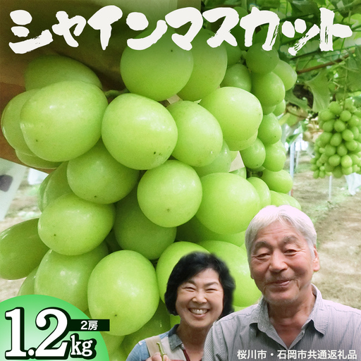 シャインマスカット 約1.2kg (桜川市・石岡市共通返礼品） 2026年9月上旬発送開始 開田ぶどう園 産地直送 フルーツ 甘い 直送 茨城 限定 ギフト ぶどう シャインマスカット 果物 [DO004sa]