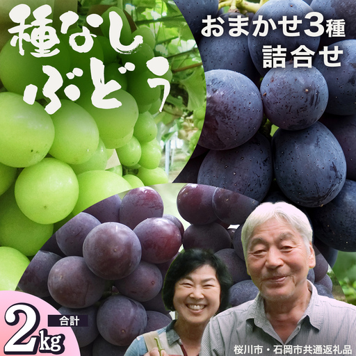 おまかせ 種なし葡萄 3種 詰め合わせ 約2kg (桜川市・石岡市共通返礼品） 2026年9月中旬発送開始 開田ぶどう園 産地直送 フルーツ 甘い 直送 茨城 限定 ギフト ぶどう シャインマスカット ナガノパープル 果物 [DO010sa]