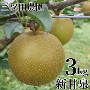 梨 新甘泉 しんかんせん 3kg 三ツ田農園 鳥取県産  | 203M