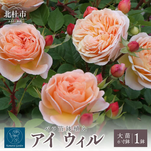バラ苗鉢植え「アイ ウィル」 [h190]