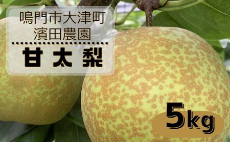 [予約受付中][10月上旬〜中旬より順次発送][濱田農園] 甘太梨 約5kg [数量限定]