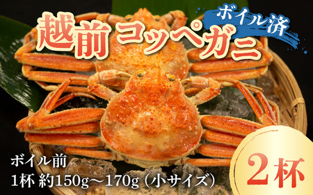 【先行予約】【数量・期間限定】福井県産 越前コッペガニ（セイコガニ）×2杯【急速冷凍】（プロトン凍結）【11月下旬より発送】