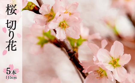 桜 切り花 （115cm × 5本） | 八重桜 敬翁桜 彼岸桜 ボタン桜  奈良県 五條市 さくら 花 フラワー 生け花 季節の花 季節限定