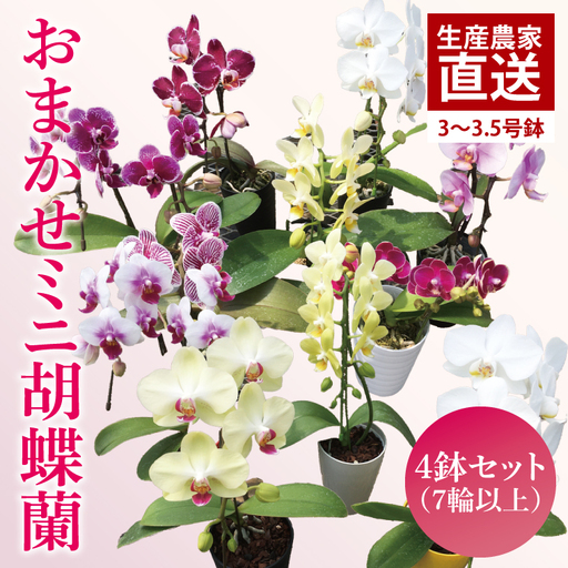 胡蝶蘭 (単鉢・7輪以上) 4鉢セット 父の日 母の日 胡蝶蘭