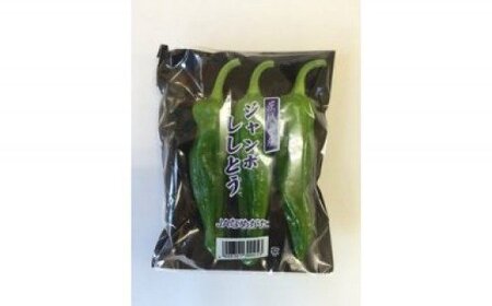 夏限定♪JA ジャンボししとう 100g×10袋|茨城県 行方市 ふるさと納税 野菜 獅子唐 シシトウ 国産(AE-21)