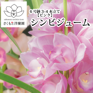 [ピンク]シンビジューム 6号鉢 3〜4本立て