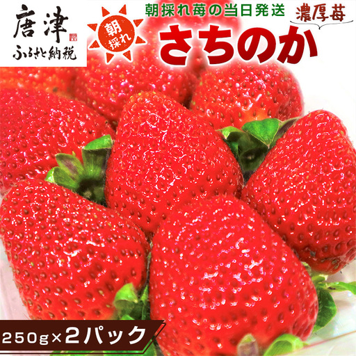 『先行予約』【令和9年1月より順次発送】濃厚苺 さちのか 250g×4パック(合計1kg)