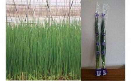 夏が旬♪ JAなめがたしおさい「こねぎ」(100g×30束)|茨城県 行方市 ふるさと納税 野菜 ネギ こねぎ(AE-42)