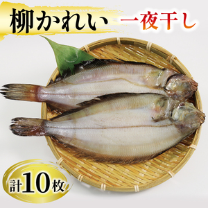 柳かれい 一夜干し 10枚 海鮮 魚貝類 魚介類 岩手県 大船渡市