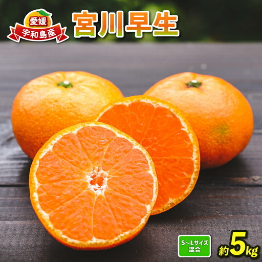 蜜柑 愛媛 宮川早生 5kg コルレオファーム サイズ 不揃い 蜜柑