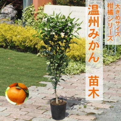 苗木 柑橘苗 大きめサイズ 温州みかん 1本 苗木