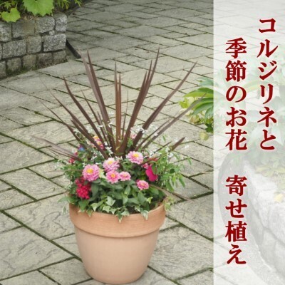 寄せ植え 鉢植え コルジリネと季節のお花 植物 寄せ植え