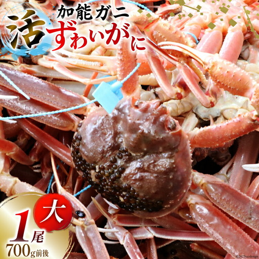 【能登半島 漁協直送！】活 加能ガニ 1尾(大サイズ)計 700g 前後