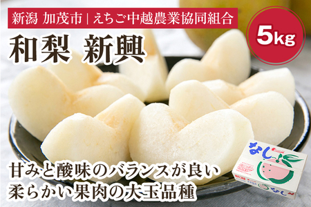 [2026年先行予約]「天果糖逸(てんかとういつ)」新潟県産和梨 新興 約5kg(6〜8玉)[10月下旬〜配送予定] しんこう 加茂市 えちご中越農業協同組合