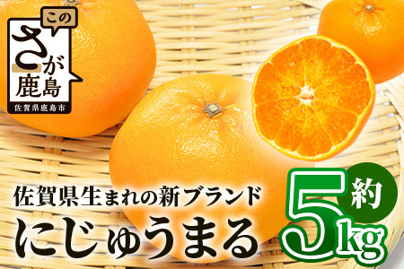 [予約受付]佐賀県生まれ 新ブランド 高級柑橘[にじゅうまる]約5kg みかん 蜜柑 ミカン オレンジ 柑橘 フルーツ 果物 贈り物 贈答 プレゼント 高級 ブランド 限定 ギフト