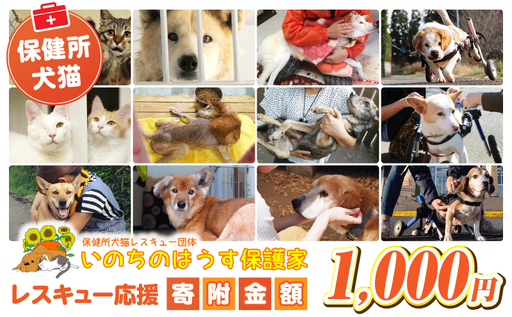 保健所犬猫レスキュー【返礼品なしのご寄附】_b0607_in