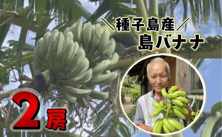 種子島 園田 バナナ園 北限の 国産 露地 バナナ 2房 NFN250[375pt]