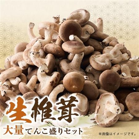 椎茸大量てんこ盛りセット【配送不可地域：離島】【1201273】