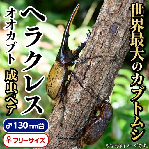 【C76002】ヘラクレスオオカブト (ヘラクレスヘラクレス) 成虫ペア オス(130mm台) メス(フリーサイズ) 鹿児島 ヘラクレス カブトムシ かぶとむし 雄 オス 昆虫 虫 むし 成虫 生体 飼育 生き物 生物【ビートル倶楽部】