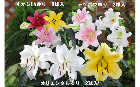 ユリ球根セット 植物 