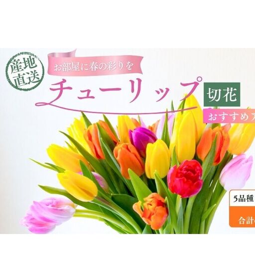 フラワーファームしろねのチューリップ切花50本おすすめアソート（5品種×各10本） 植物 花束 