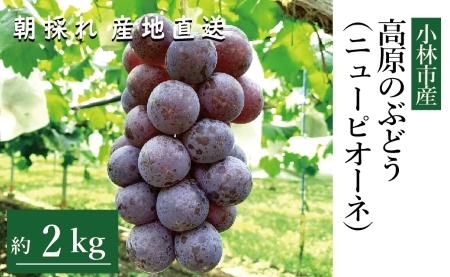【産直もぎたて】高原のぶどう（ニューピオーネ）　2㎏程度