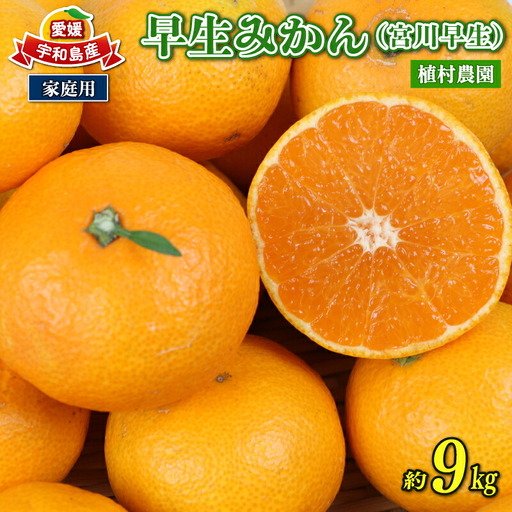 愛媛みかん 早生みかん 宮川早生 9kg 家庭用 植村農園 先行予約 温州蜜柑 温州みかん mikan 愛媛ミカン 愛媛蜜柑 愛媛みかん 温州 早生温州 早生 蜜柑 果物 くだもの フルーツ 柑橘 農家直送 産地直送 数量限定 国産 愛媛 愛媛産 宇和島 B010-153003