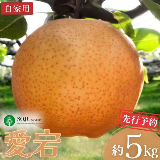 先行予約 和梨 愛宕 自家用 約5kg 令和8年度 新潟県三条市産 梨 三条果樹専門家集団