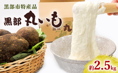 【黒部市特産品！】黒部丸いも 約2.5kg/富山県黒部市 野菜 根菜 国産 日本産 食卓 料理 調理 食材 ヤマイモ科 粘りが強い 豊富な消化酵素 ねばねば 
