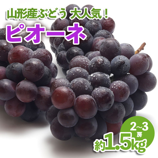 山形産 ぶどう 大人気！ピオーネ 約1.5kg 【令和8年産先行予約】FU23-537 くだもの 果物 フルーツ 山形 山形県 山形市 2026年産