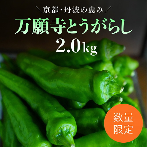 ＜先行予約！2026年6月上旬以降順次発送予定＞万願寺とうがらし(2kg) 京野菜 野菜 旬の野菜 万願寺とうがらし 伝統野菜 京都 【fc-DB008】【夜久野 清雫】
