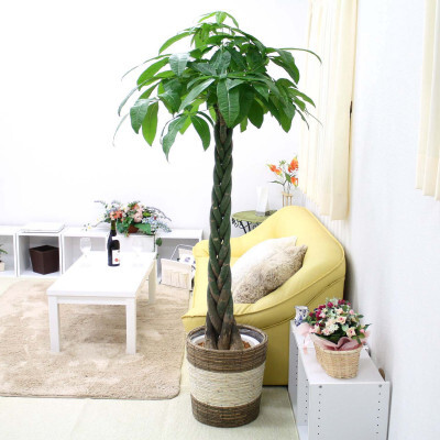 【観葉植物】パキラ 10号 ストライプバスケット鉢カバー 土の表面:ウッドチップ【観葉植物 インテリア 部屋 おしゃれ 福岡県 筑前町 送料無料 AG010】
