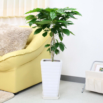 【観葉植物】コーヒーの木 7号 ホワイトスクエア陶器G 土の表面:ウッドチップ【観葉植物 インテリア 部屋 おしゃれ 福岡県 筑前町 送料無料 AG018】【価格改定】