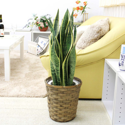 [観葉植物]サンスベリア 7号 バスケット鉢カバー 土の表面:ウッドチップ[観葉植物 インテリア 部屋 おしゃれ 福岡県 筑前町 送料無料 AG019]