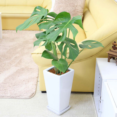 【観葉植物】モンステラ 7号 スクエア陶器鉢 ストレート 土の表面:ウッドチップ【観葉植物 インテリア 部屋 おしゃれ 福岡県 筑前町 送料無料 AG021】