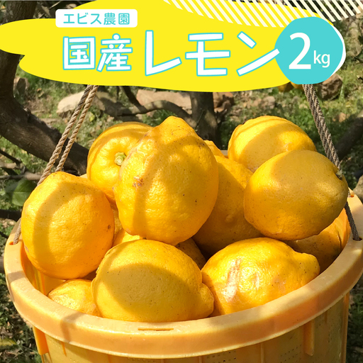 先行受付 2026年11月上旬～発送 国産オーガニックレモン約2kg