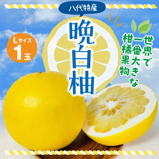 【先行予約】 晩白柚 Lサイズ 1玉 ばんぺいゆ 【2026年12月上旬より順次発送】