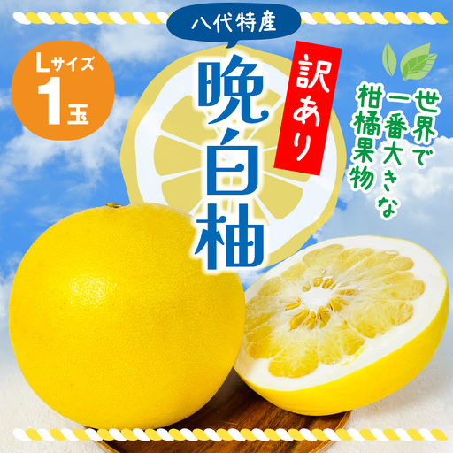 【先行予約】 果物 【訳あり】 晩白柚 Lサイズ 1玉 ばんぺいゆ 柑橘 果物 【2026年12月上旬より順次発送】